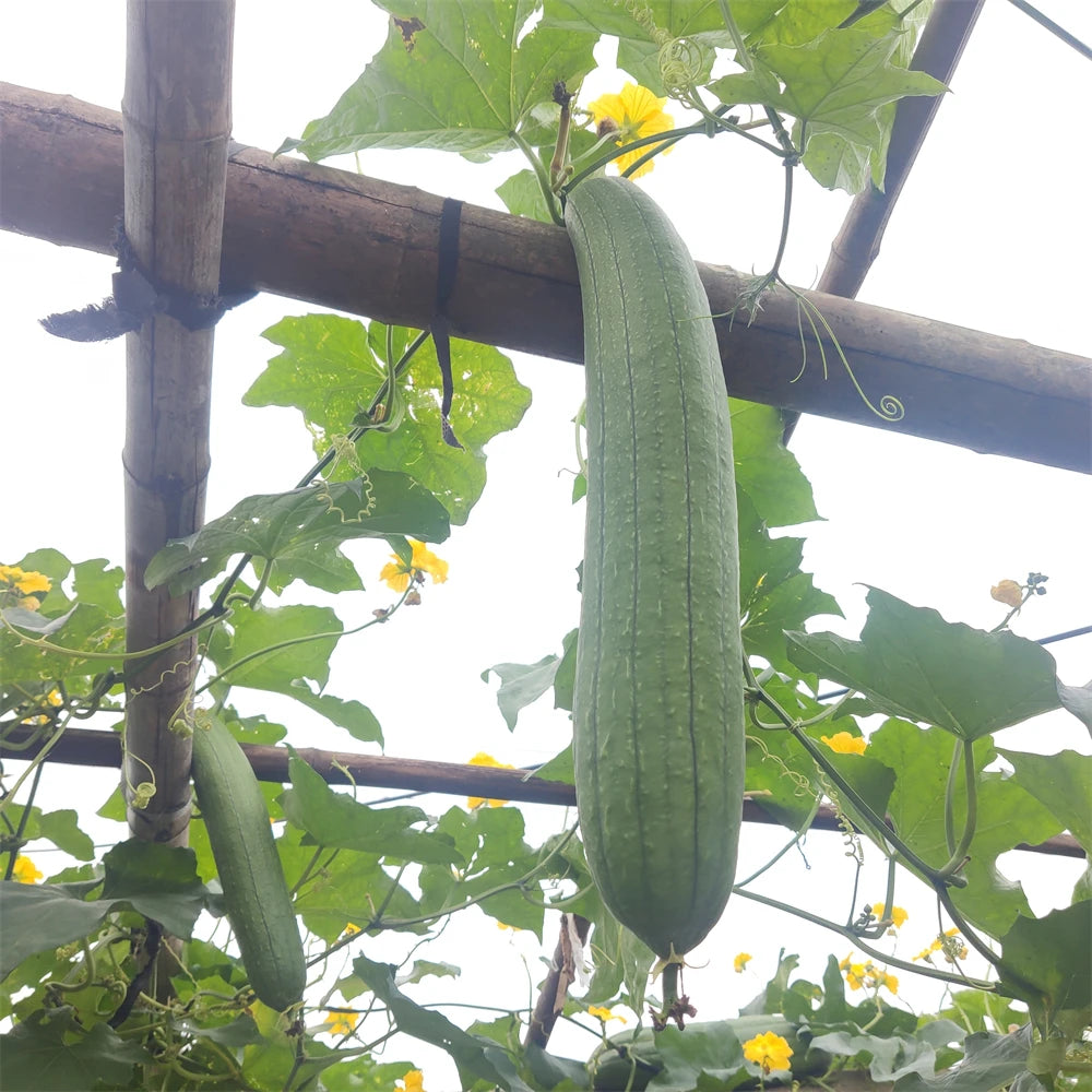 Natural and eco-friendly Cleaning Loofah Sponge Scrubber For Kitchen Bathroom Bath Shower Pot Bowl Sponge Scrubber Spa Bathroom