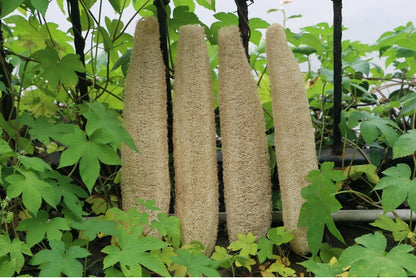 Natural and eco-friendly Cleaning Loofah Sponge Scrubber For Kitchen Bathroom Bath Shower Pot Bowl Sponge Scrubber Spa Bathroom