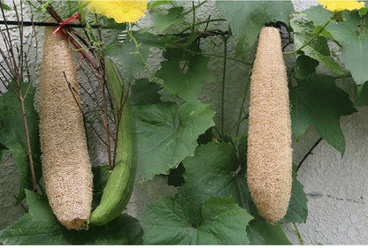 Natural and eco-friendly Cleaning Loofah Sponge Scrubber For Kitchen Bathroom Bath Shower Pot Bowl Sponge Scrubber Spa Bathroom