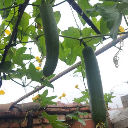 Natural and eco-friendly Cleaning Loofah Sponge Scrubber For Kitchen Bathroom Bath Shower Pot Bowl Sponge Scrubber Spa Bathroom